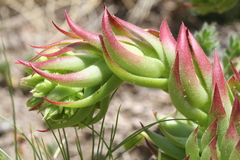 Sempervivum globiferum