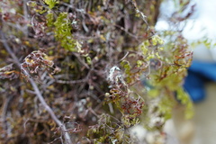 Hymenophyllaceae