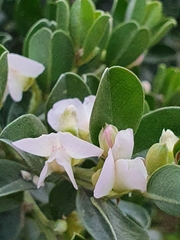 Podalyria myrtillifolia