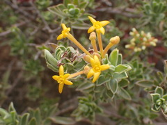 Lasiosiphon meisnerianus