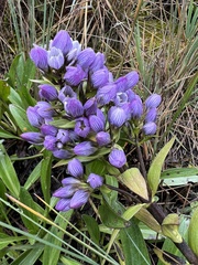 Gentianella selaginifolia