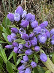 Gentianella selaginifolia