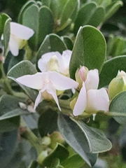 Podalyria myrtillifolia