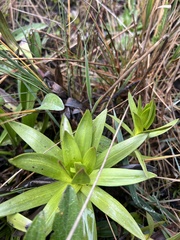 Gentianella selaginifolia