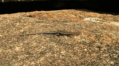 Trachylepis margaritifera