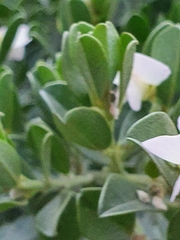 Podalyria myrtillifolia
