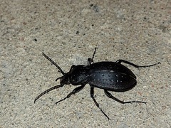 Carabus hortensis