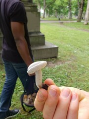 Hypomyces chlorinigenus