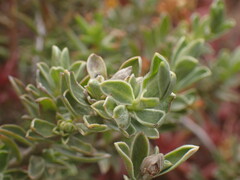 Lasiosiphon meisnerianus