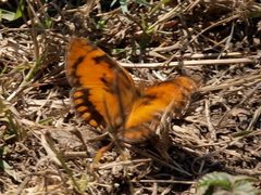 Byblia anvatara acheloia