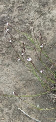 Verbena litoralis