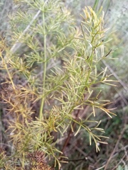 Ferulago galbanifera