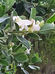 Podalyria myrtillifolia