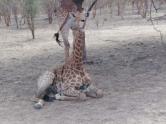 Giraffa camelopardalis
