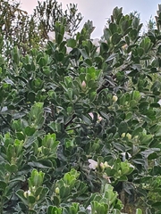 Podalyria myrtillifolia