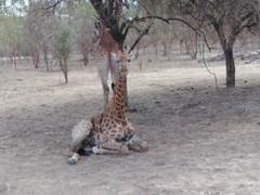 Giraffa camelopardalis