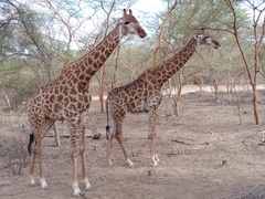 Giraffa camelopardalis