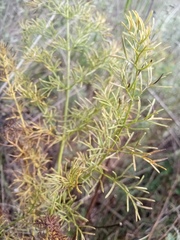 Ferulago galbanifera