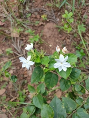 Jasminum sambac