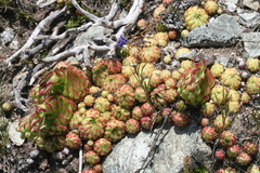 Sempervivum globiferum