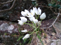 Ornithogalum