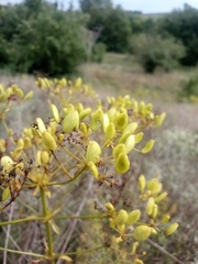 Ferulago galbanifera