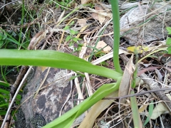 Ornithogalum