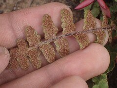 Asplenium cordatum