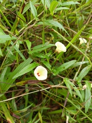 Xenostegia tridentata