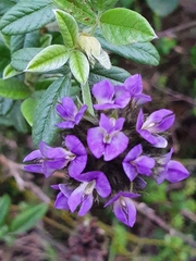 Psoralea sericea