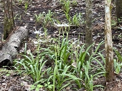 Hymenocallis occidentalis