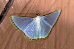 Leuciris
