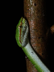 Tropidolaemus wagleri