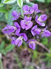 Psoralea sericea