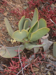 Adromischus sphenophyllus