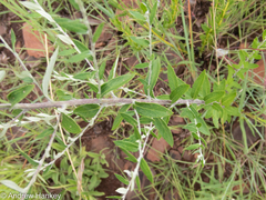 Athrixia phylicoides