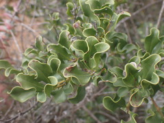 Euclea undulata
