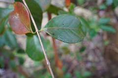 Psidium cattleyanum