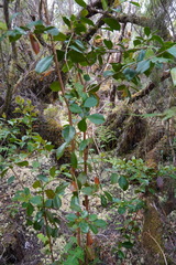 Psidium cattleyanum