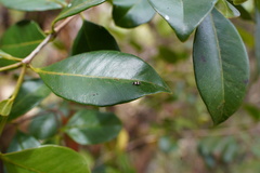 Psidium cattleyanum