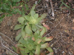 Crassula orbicularis