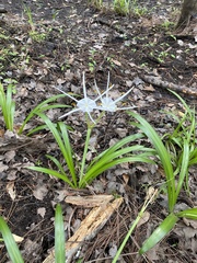 Hymenocallis occidentalis