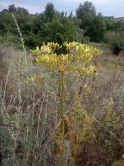 Ferulago galbanifera