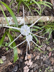 Hymenocallis occidentalis