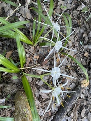 Hymenocallis duvalensis