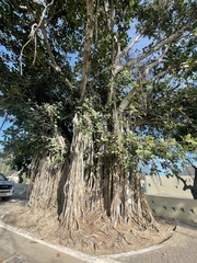 Ficus annulata