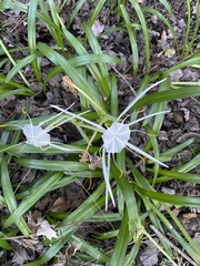 Hymenocallis duvalensis