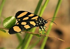Heraclia africana