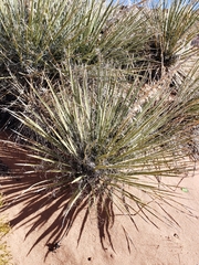 Yucca baileyi