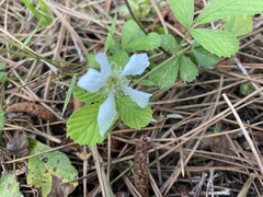 Rubus cuneifolius